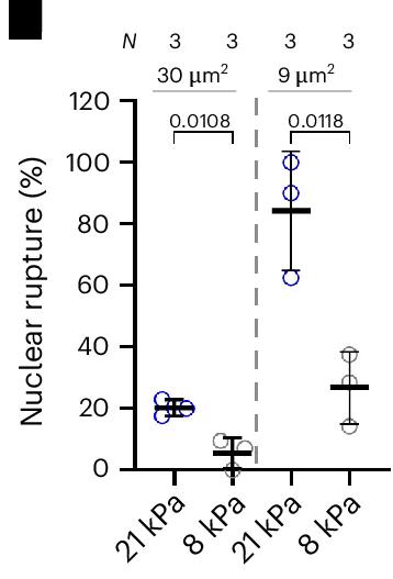 Open access visualization of Scatter Plot, Error Bars, Nuclear Envelope Rupture, Cell Stiffness, Channels
