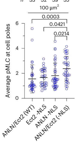 Open access visualization of Scatter Plot, Error Bars, pMLC Intensity, Cell Poles, Cytoplasmic pMLC