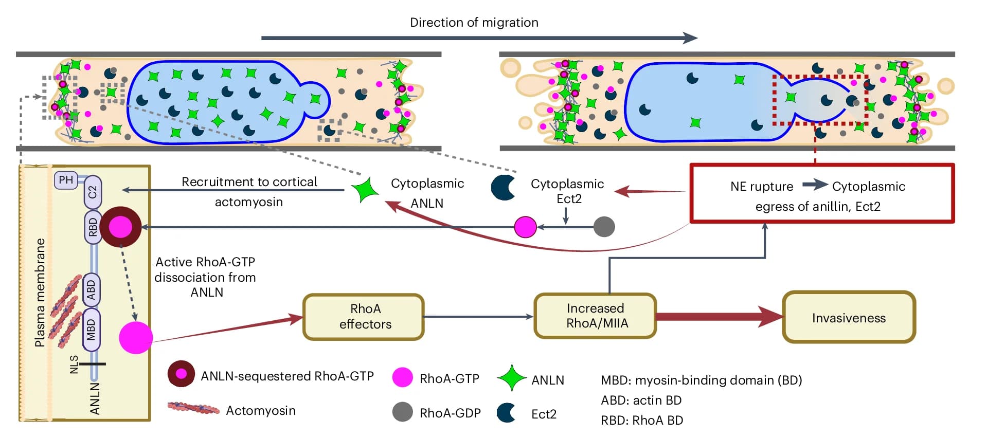 Open access visualization of Workflow, Flowchart, Illustration, Cell Invasion, Confinement