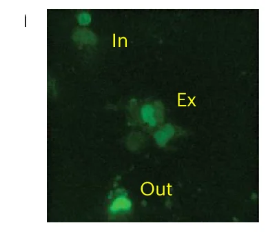 Open access visualization of Microscopy, HT-1080 Cells, ANLN/Ect2, CAM Vasculature, Extravasation