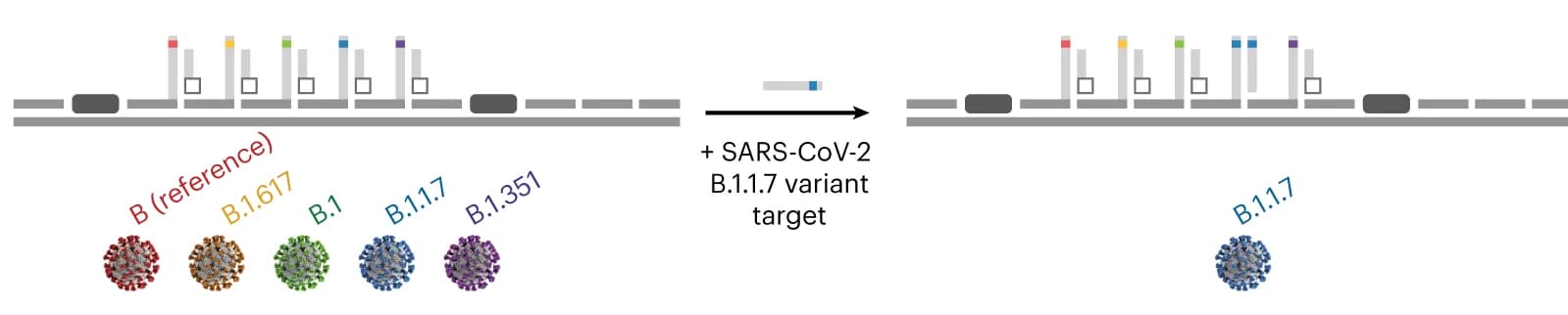Open access visualization of Workflow, Illustration, Nanobait, Single-nucleotide variants, SARS-CoV-2 variants