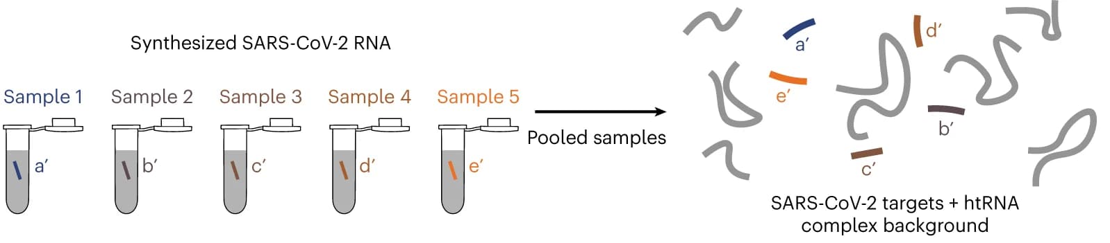 Open access visualization of Workflow, Illustration, Viral Genome, Nanopore Analysis, htRNA