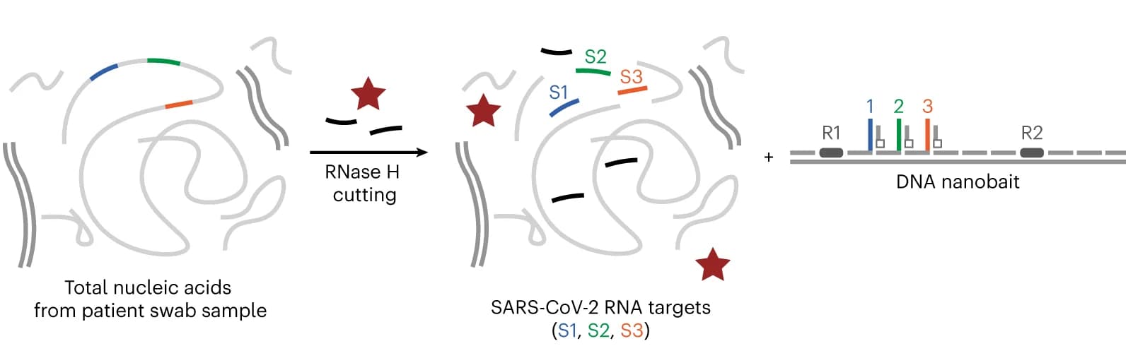 Open access visualization of Workflow, Illustration, Nucleic acids, Oropharyngeal swabs, Human DNA
