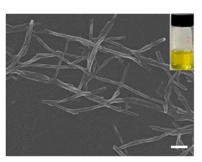 Open access visualization of Microscopy, Photo, SEM, CNP-f, Aqueous Suspension