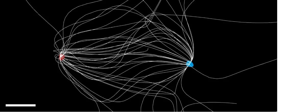 Open access visualization of Line Plot, TMM, Anti-TMM, Magnetic Field Lines, Voxel