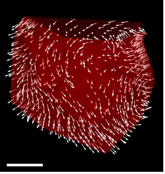 Open access visualization of 3D Plot, Virtual TMMs, Magnetization, Vector field