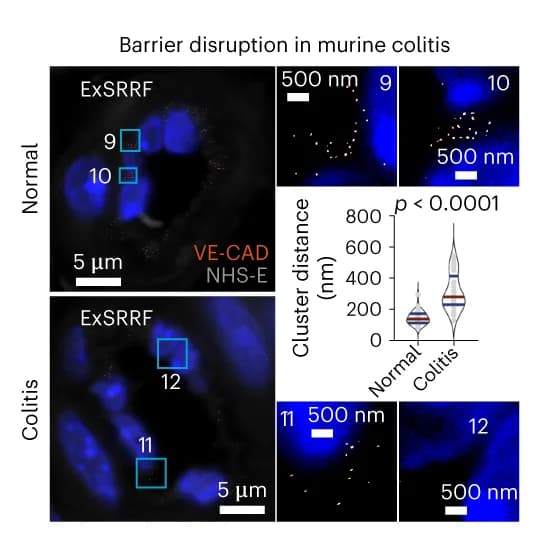 Open access visualization of Microscopy, Violin Plot, ExSRRF, VE-CAD clusters, Cell connections