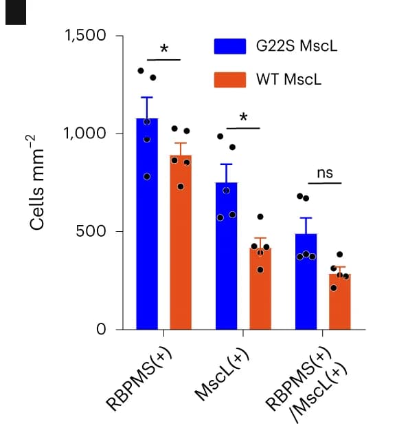 Open access visualization of Bar Plot, Error Bars, Clustered, RBPMS-positive cells, MscL-positive cells