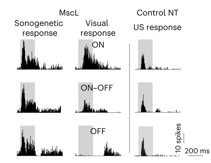Open access visualization of Line Plot, Peristimulus time histograms, PSTHs, US stimuli, Visual stimuli