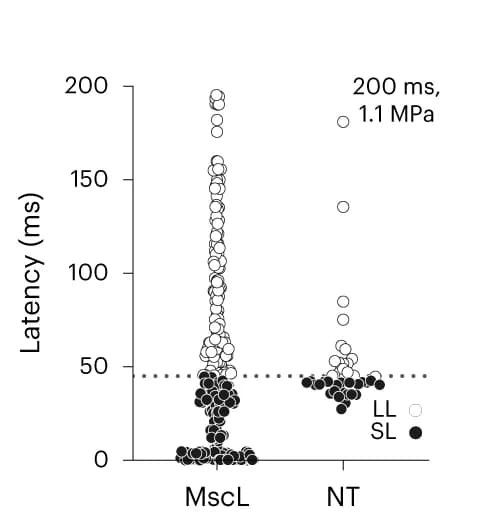 Open access visualization of Scatter Plot, RGC response latencies, US stimulus, MscL retinas, NT retinas