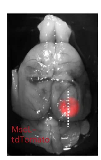 Open access visualization of Microscopy, Rat Brain, V1, MscL-tdTomato