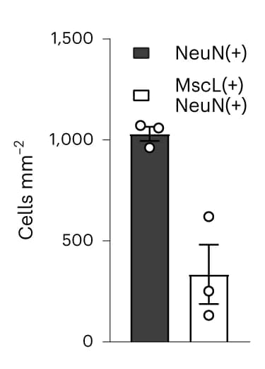 Open access visualization of Bar Plot, Error Bars, Scatter Plot, Cell Density, NeuN-positive Cells