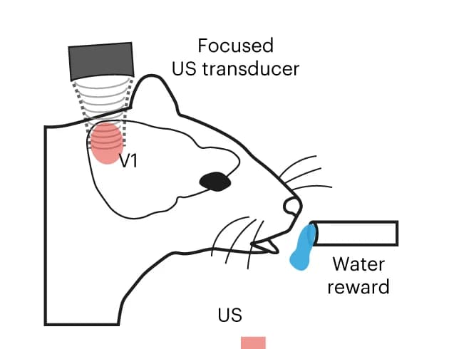 Open access visualization of Illustration, Behavioral Task, Mice, Associative Learning, Light Stimulation