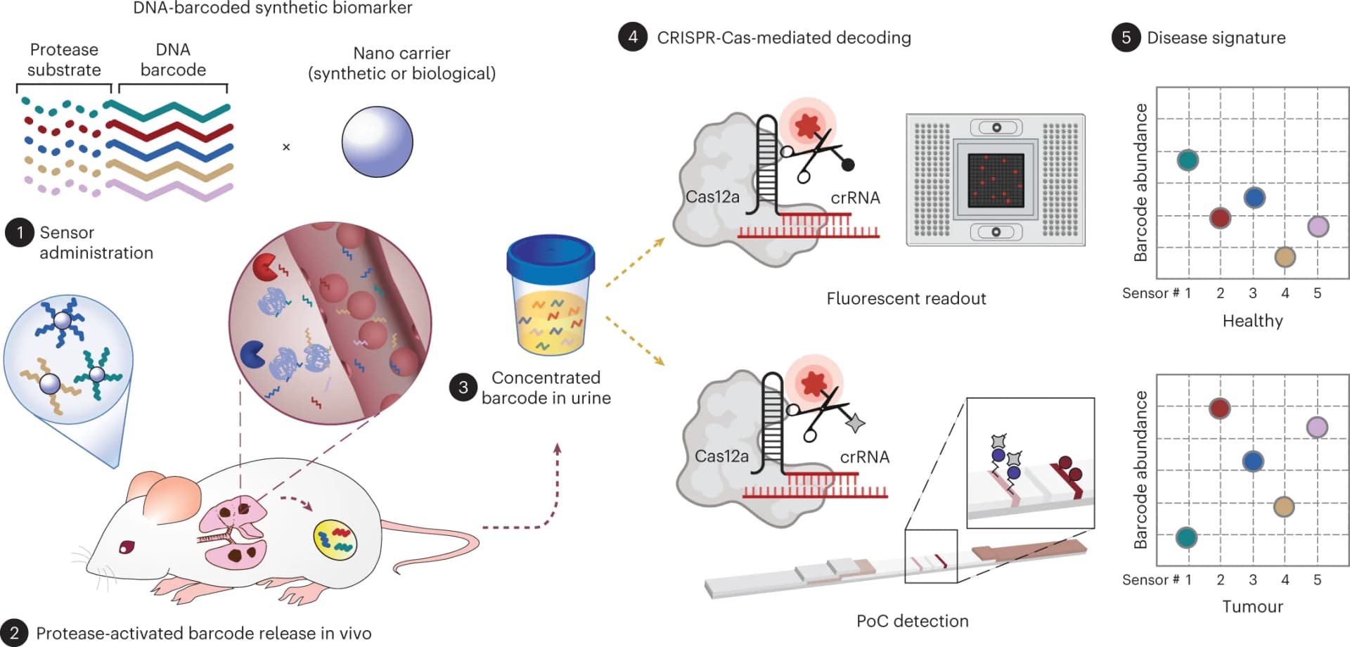 Open access visualization of Workflow, Scatter Plot, DNA-encoded biomarkers, Nanocarrier, Protease-activated peptides