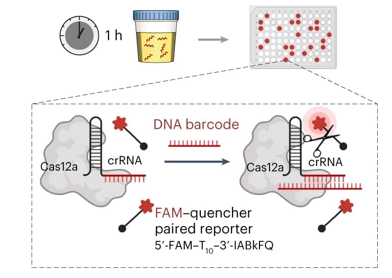 Open access visualization of Workflow, Illustration, Urine Testing, Murine Model, ssDNA Activator