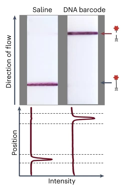 Open access visualization of Line Plot, Gel, Paper Strips, Band Intensities, ImageJ