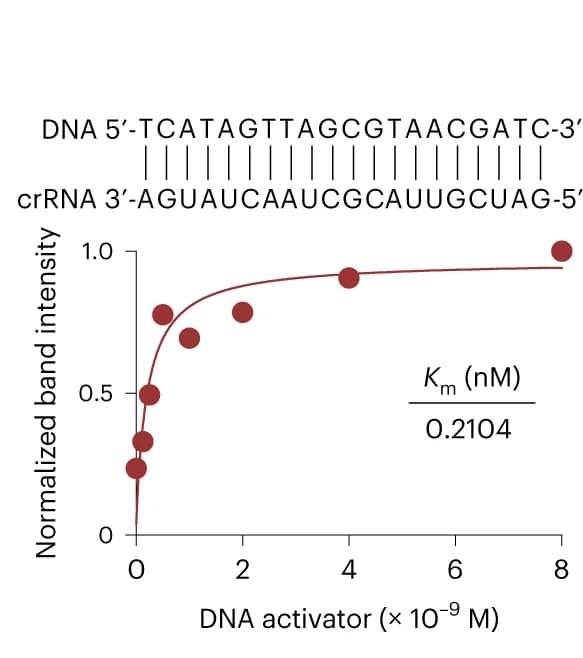 Open access visualization of Scatter Plot, Regression Plot, Michaelis-Menten Plot, Lba Cas12a, ssDNA Trans-cleavage