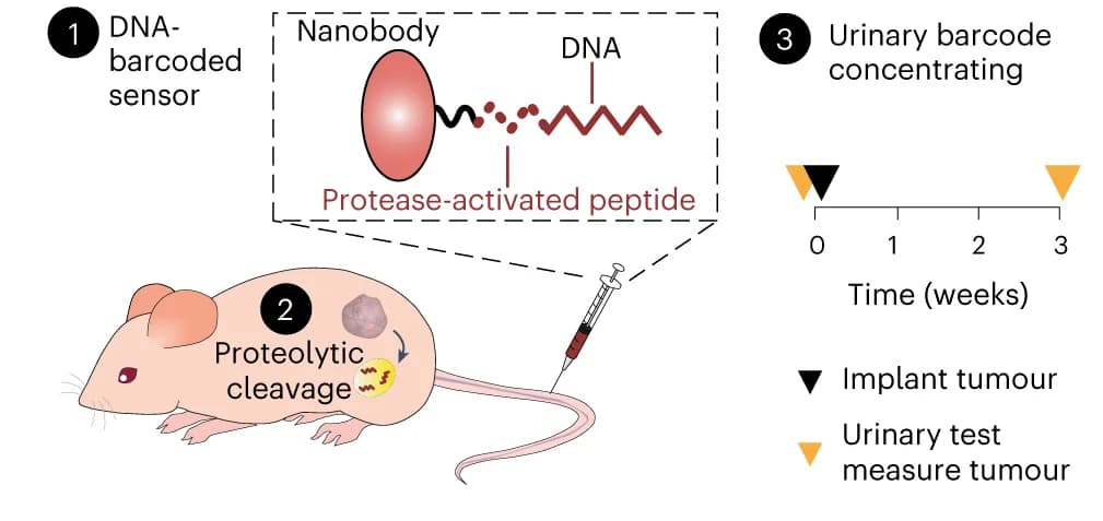 Open access visualization of Illustration, Workflow, DNA-encoded nanobody, Protease activity, Urine detection