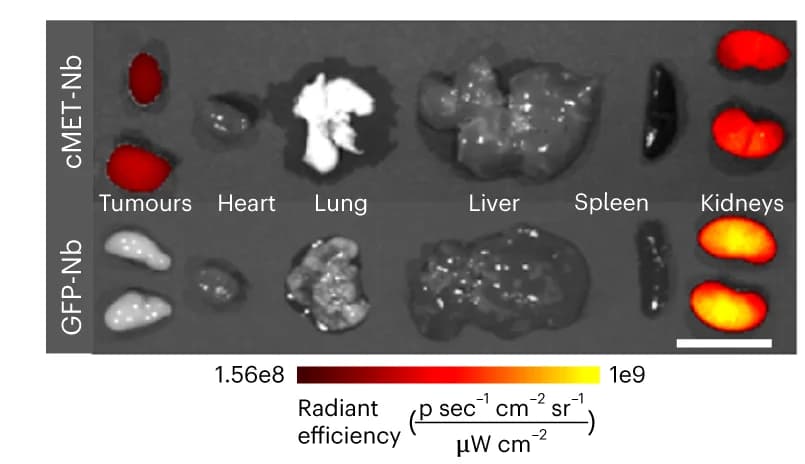 Open access visualization of Photo, IVIS image, Biodistribution, cMET-targeting nanobody, GFP nanobody