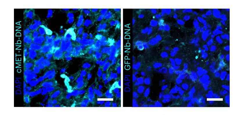 Open access visualization of Microscopy, Immunofluorescent staining, Cy7-labelled nanobody, DNA-encoded nanobody, cMET nanobody