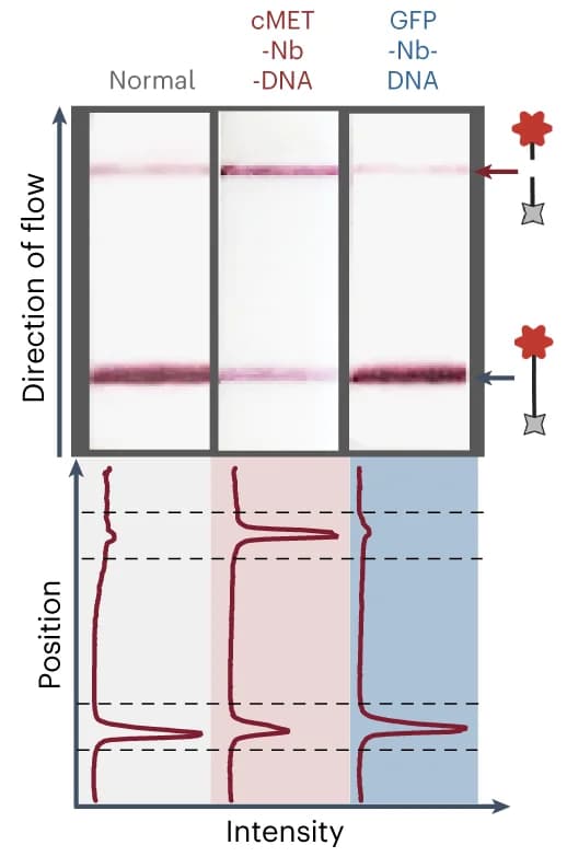 Open access visualization of Gel, Line Plot, Lateral flow assay, Cas12a activation, Urine samples