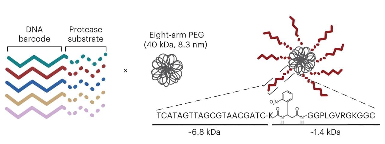 Open access visualization of Illustration, Workflow, DNA-SUBs, Nanocarrier, PEG