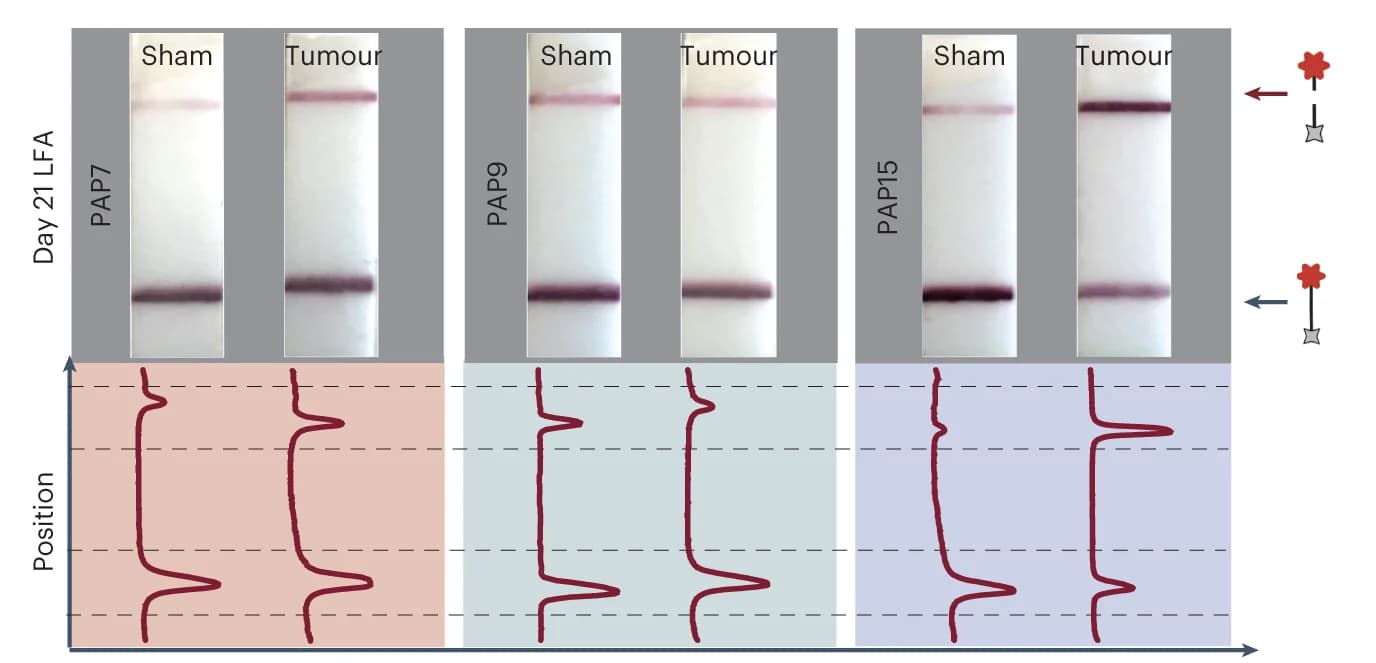 Open access visualization of Line Plot, Gel, Paper Readout, Cas12a Activation, Urine Samples