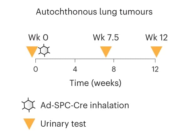 Open access visualization of Workflow, Illustration, Mouse Model, Lung Cancer Model, Histology