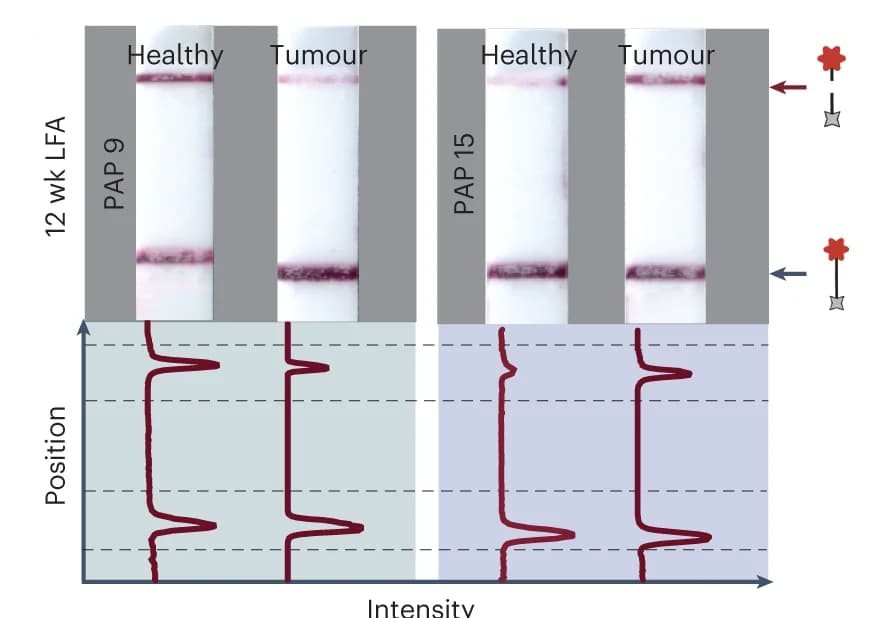 Open access visualization of Line Plot, Photo, Gel, LFA Paper Strips, Cas12a Activation