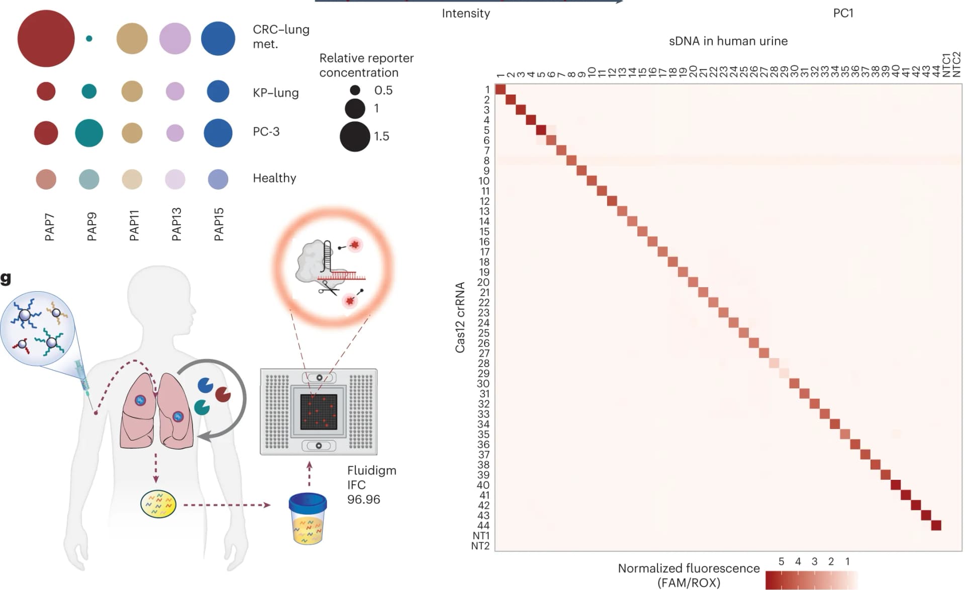 Open access visualization of Heatmap, Fold Change, Disease States, Reporter Concentrations, Healthy Controls
