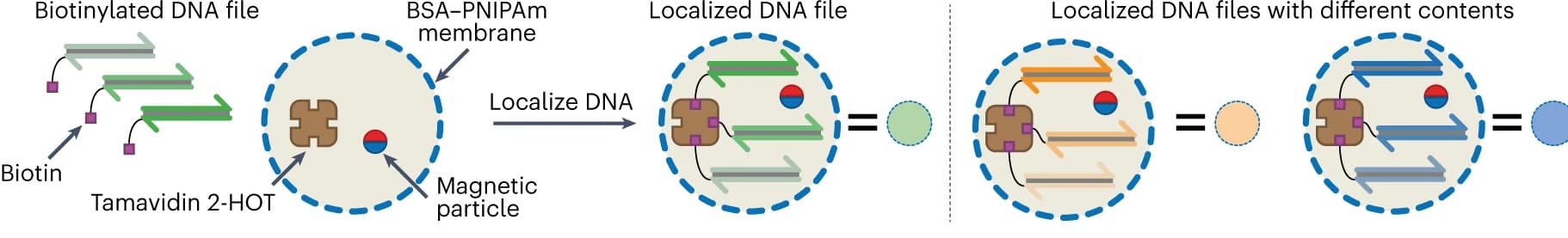 Open access visualization of Workflow, Illustration, Proteinosomes, DNA-encoded data storage, BSA-PNIPAm membranes