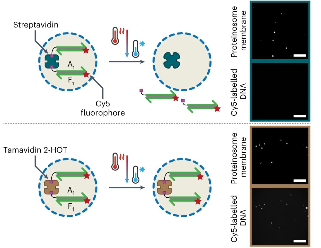 Open access visualization of Workflow, Illustration, Microscopy, Confocal Micrographs, DNA