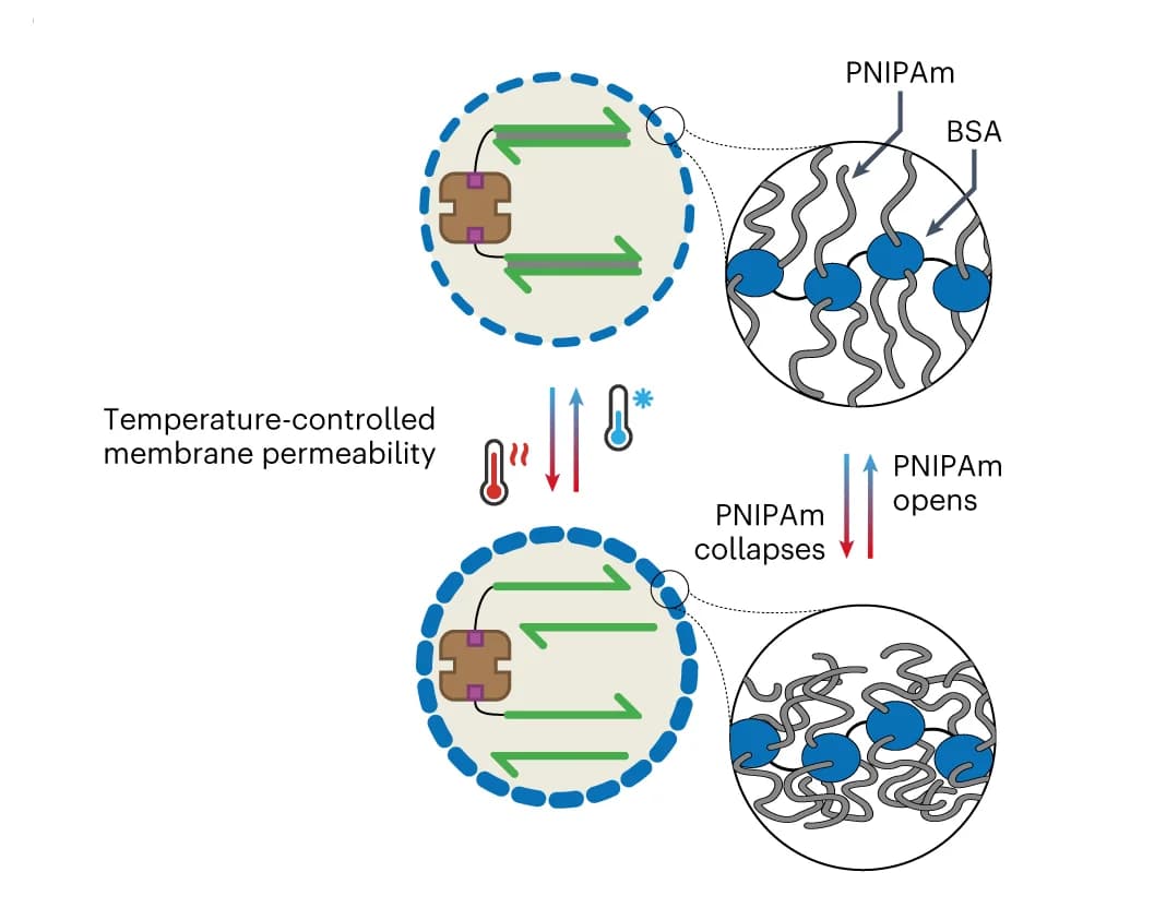 Open access visualization of Illustration, Workflow, Proteinosome Membrane, PNIPAm, BSA
