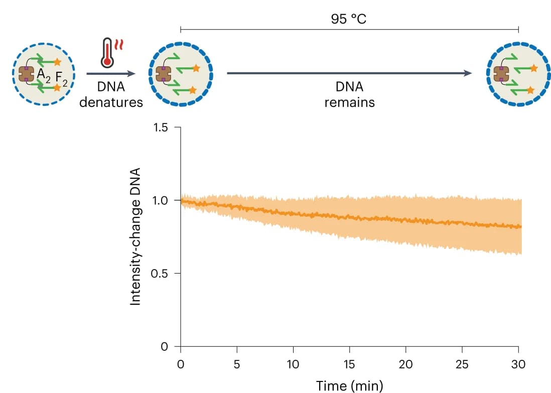 Open access visualization of Line Plot, Error Bars, Fluorescence Intensity, DNA, Proteinosomes