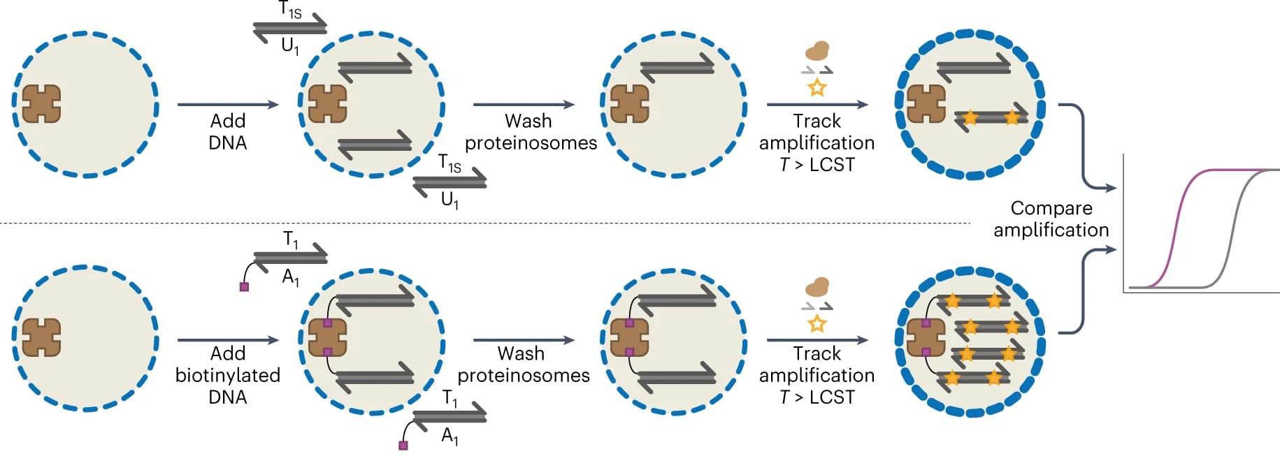 Open access visualization of Workflow, Line Plot, Enzymatic Amplification, DNA Templates, Protonosomes