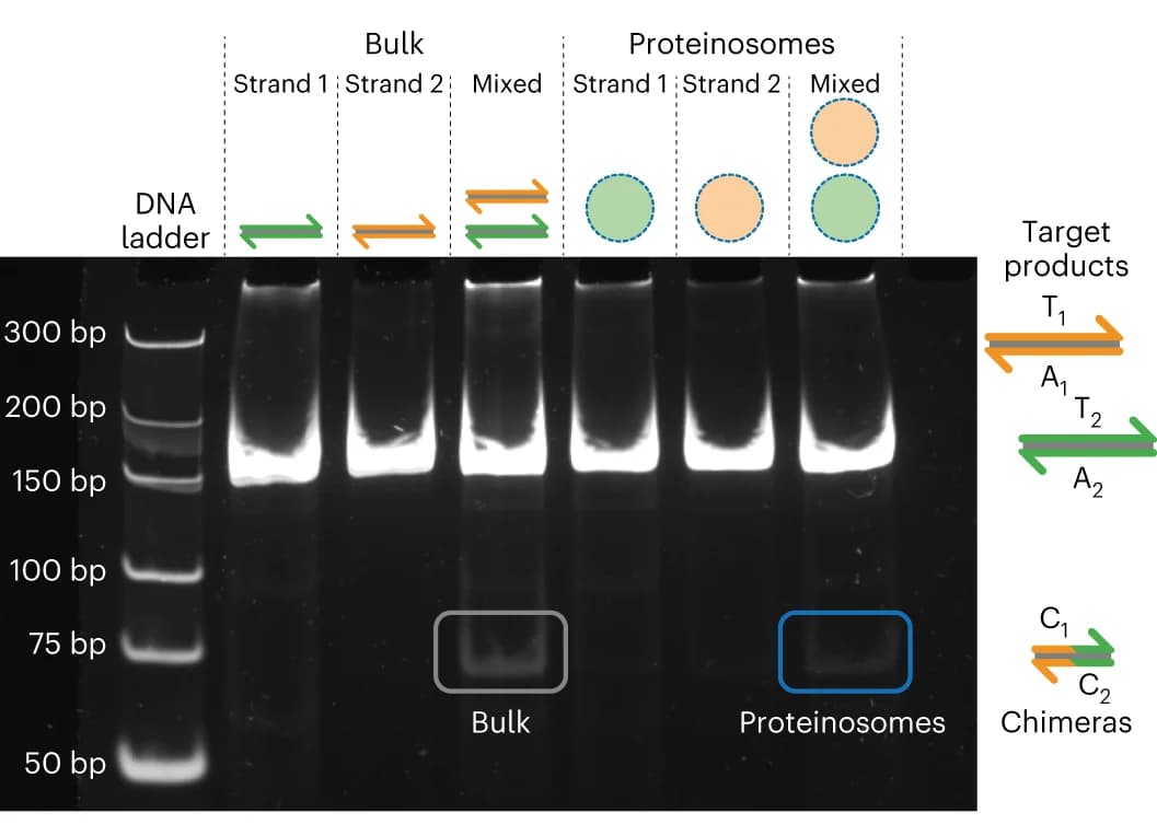 Open access visualization of Gel, Native PAGE Gel, Reaction Mixtures, Simplex PCR, Duplex PCR