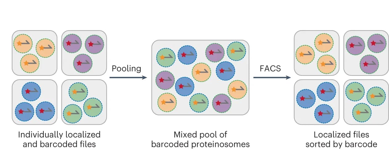 Open access visualization of Workflow, Flowchart, Illustration, Barcoded populations, FACS sorting