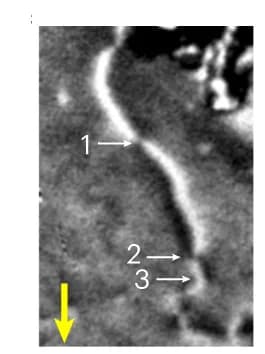 Open access visualization of Microscopy, XMLD-PEEM, AFDW, Electrical Pulses, Vortices