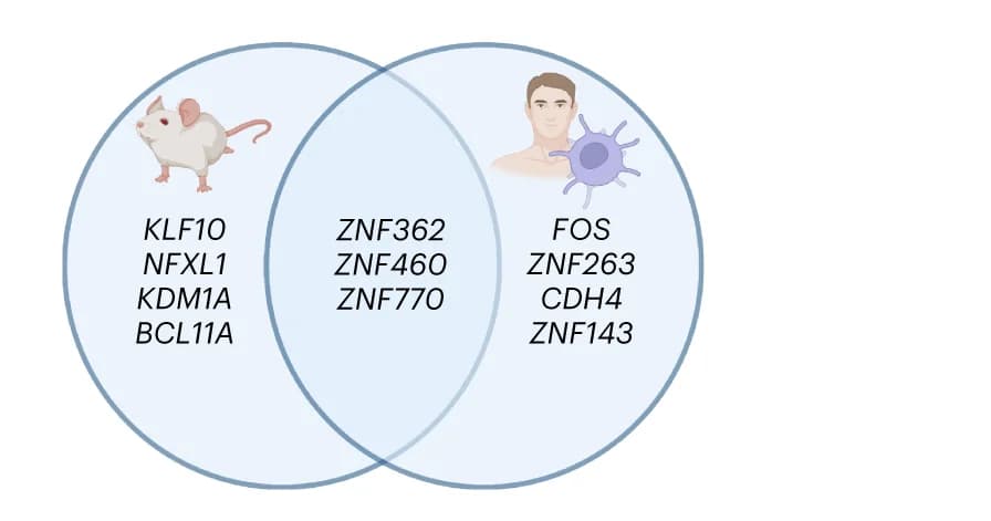 Open access visualization of Venn Diagram, Regulatory Motifs, Promoter Regions, Genes, Cluster