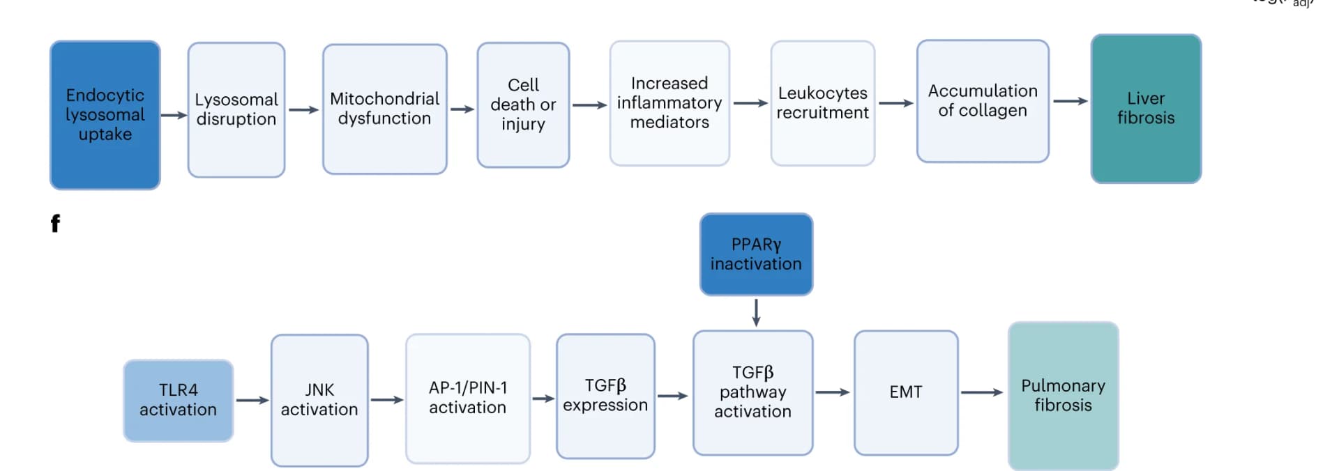 Open access visualization of Workflow, Flowchart, Endocytic Lysosomal Uptake, Liver Fibrosis, AOP