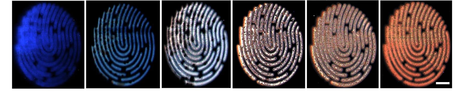 Open access visualization of Microscopy, Fingerprint Patterns, Fluorescence, Solid-State, Micromorphology