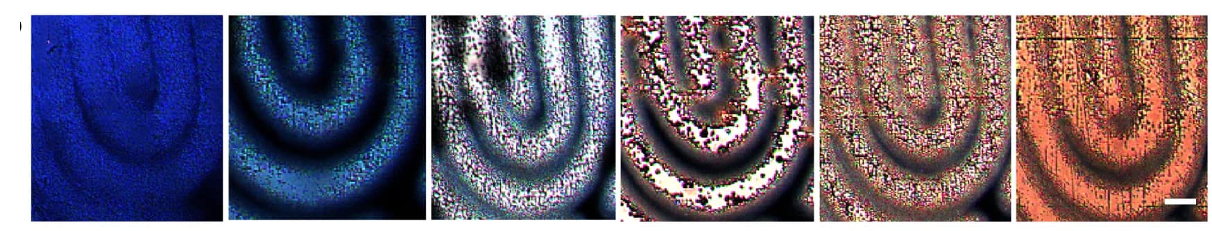 Open access visualization of Microscopy, Micromorphology, Fingerprint Patterns