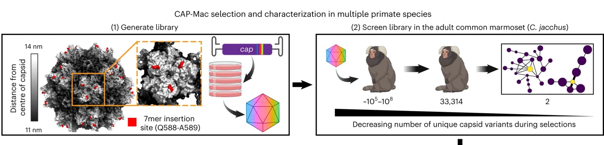 Open access visualization of Workflow, Illustration, Network, Pathway, CAP-Mac
