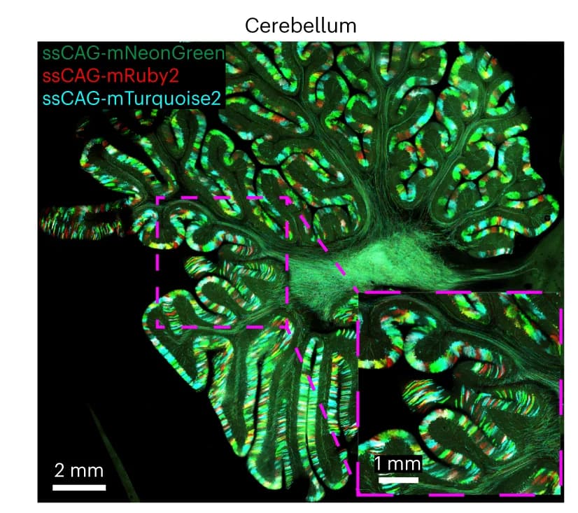 Open access visualization of Microscopy, Brainbow, Rhesus Macaque, Cerebellum, Labeling
