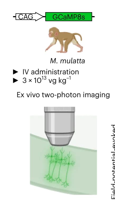 Open access visualization of Illustration, Workflow, Non-Invasive Delivery, ssCAG-GCaMP8s, CAP-Mac
