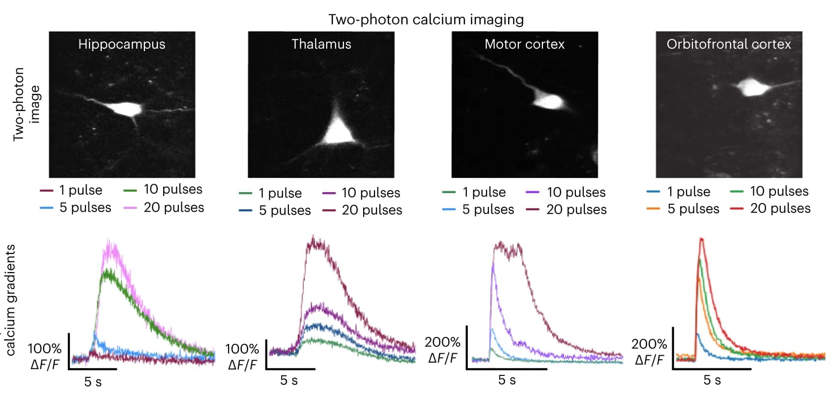 Open access visualization of Line Plot, Microscopy, Photo, Ex Vivo, Two-Photon Imaging