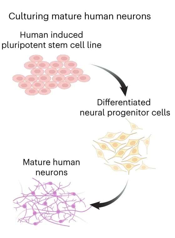Open access visualization of Workflow, Illustration, iPSC Line, Neural Progenitor Cells, Mature Neurons