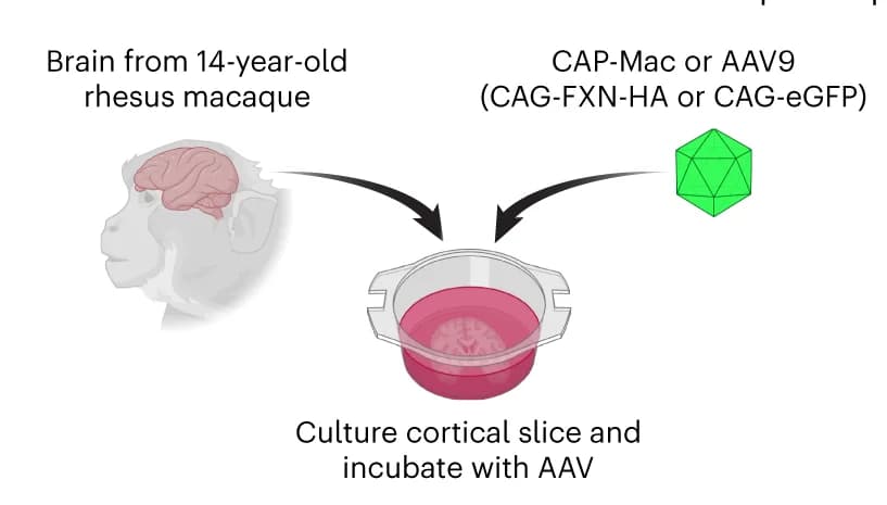 Open access visualization of Workflow, Illustration, AAV, Cortical Slice, Rhesus Macaque