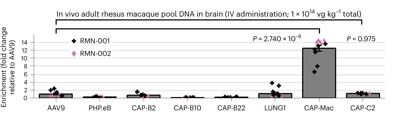 Open access visualization of Bar Plot, Scatter Plot, AAV, Adult Rhesus Macaques, In Vivo