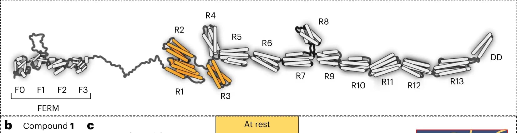 Open access visualization of Illustration, Protein, Talin, FERM Domain, Rod Domain